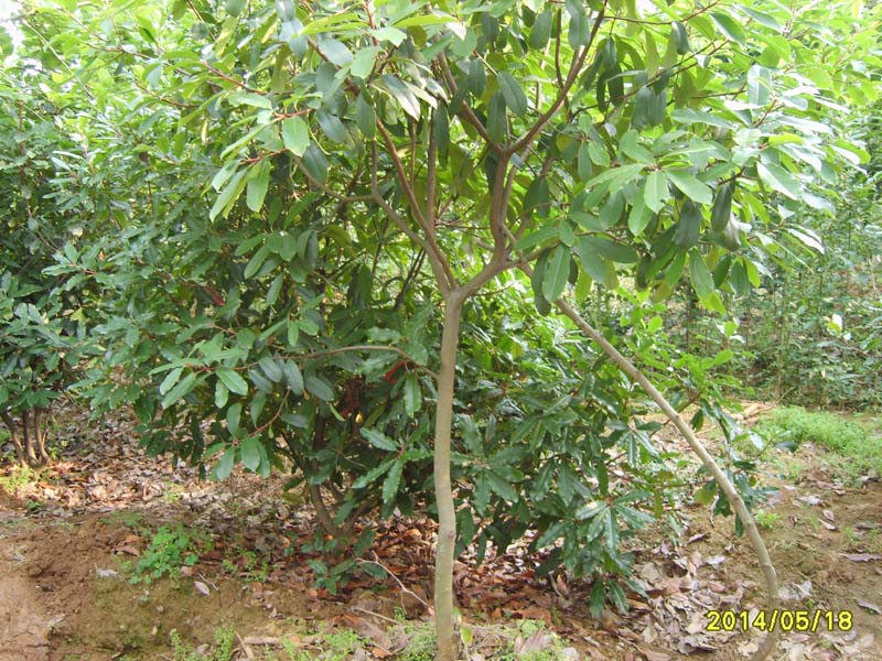 S8005908.JPG