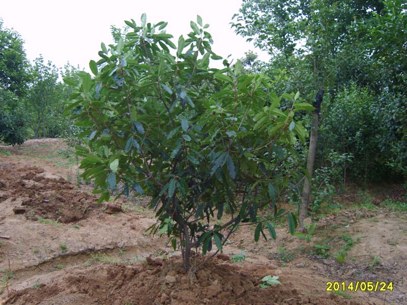 S8005932.JPG