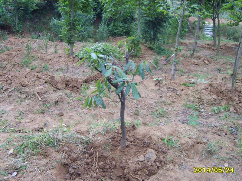 S8005934.JPG