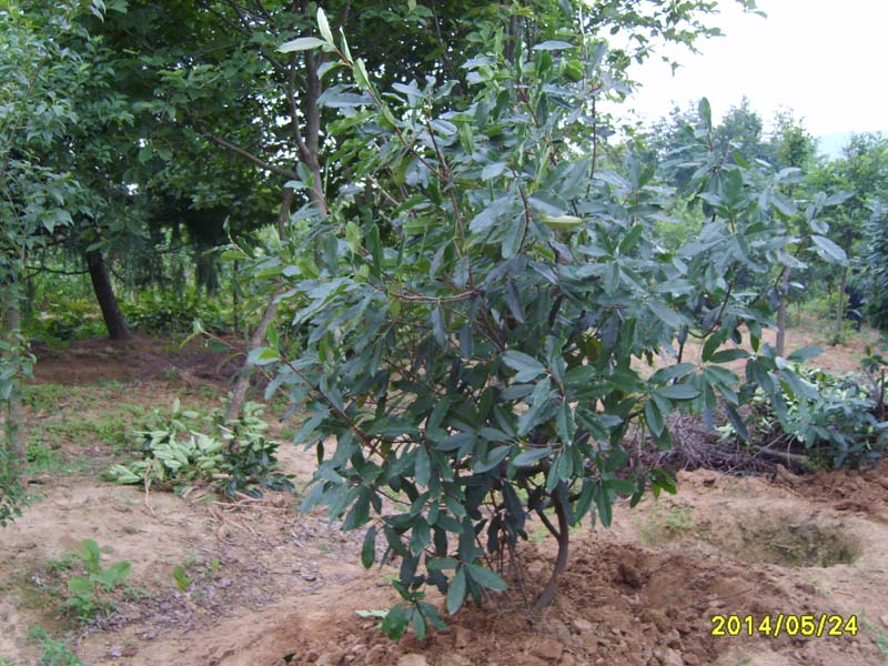 S8005935.JPG