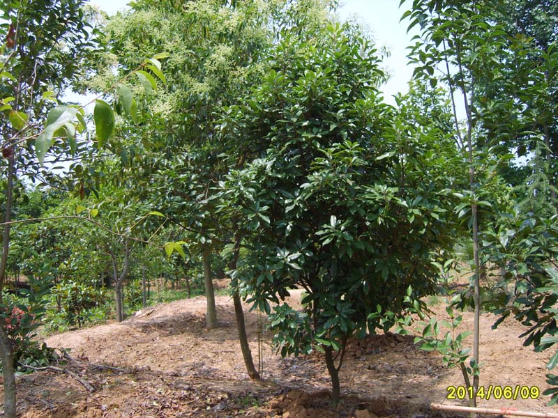 S8005962.JPG