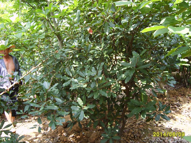 S8005966.JPG