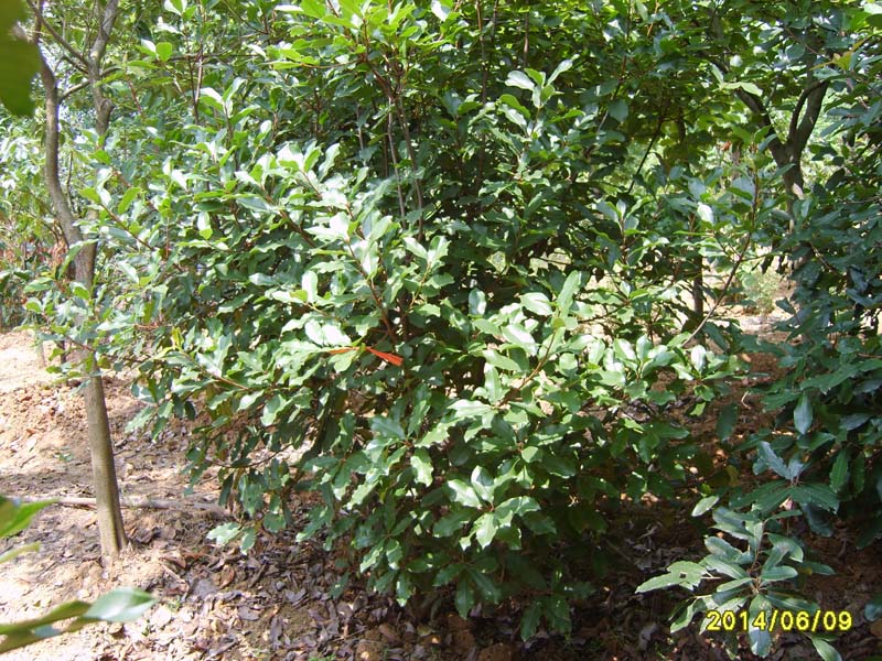 S8005967.JPG