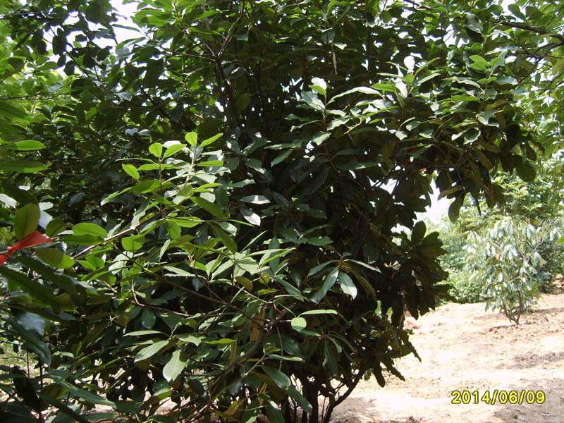 S8005968.JPG