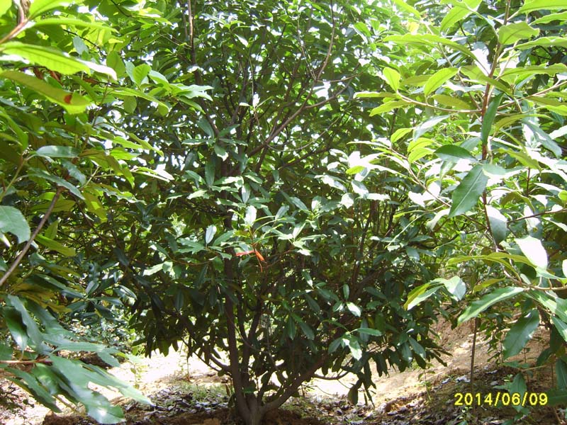 S8005970.JPG