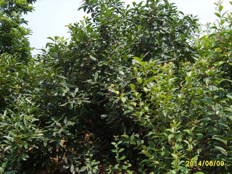 S8005971.JPG