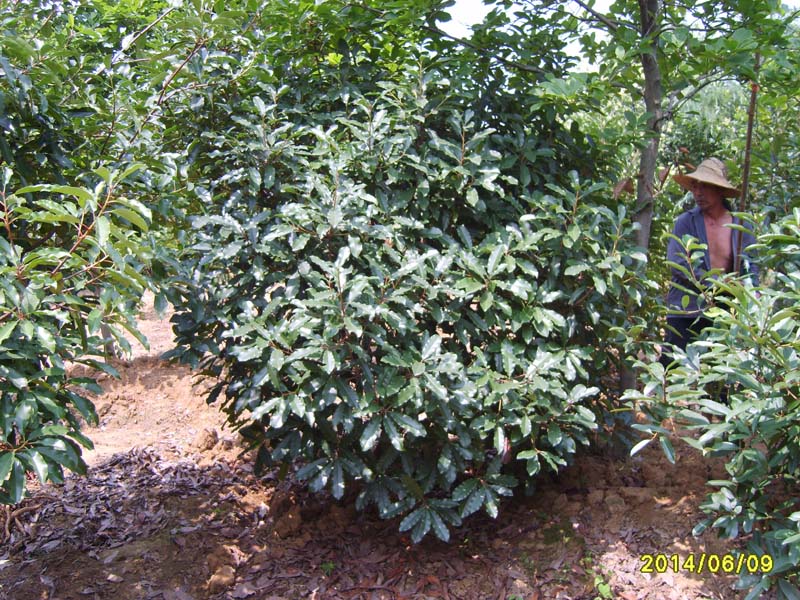 S8005972.JPG