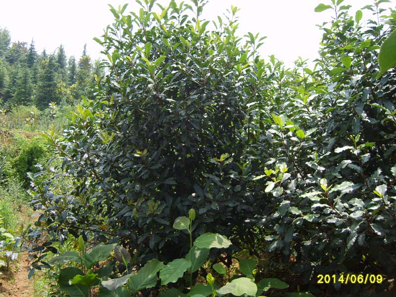 S8005974.JPG
