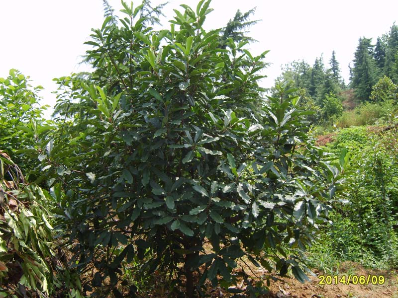 S8005975.JPG