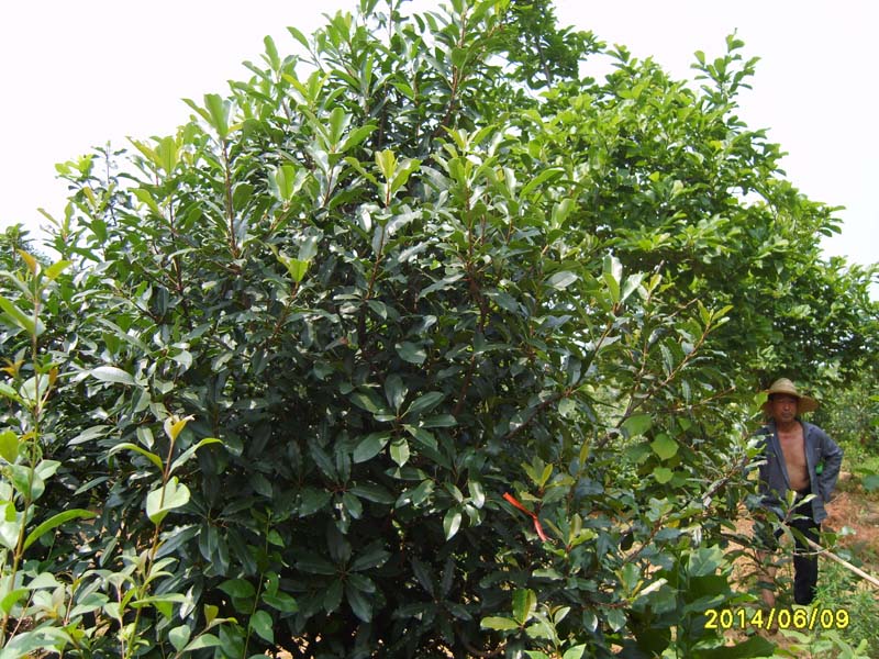 S8005976.JPG