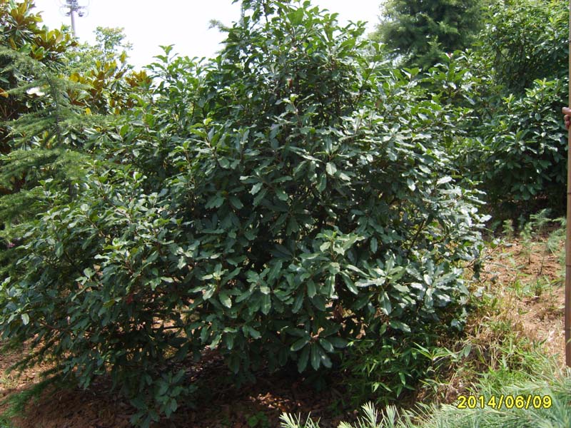 S8005977.JPG