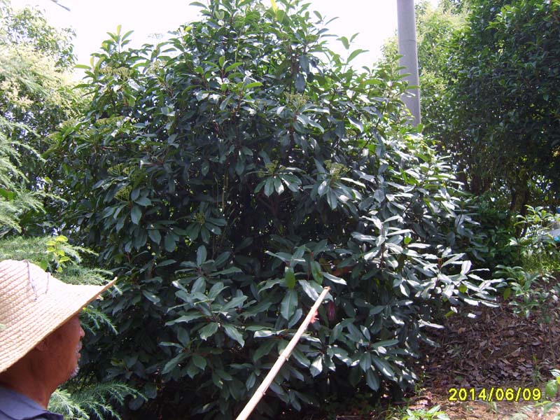 S8005980.JPG