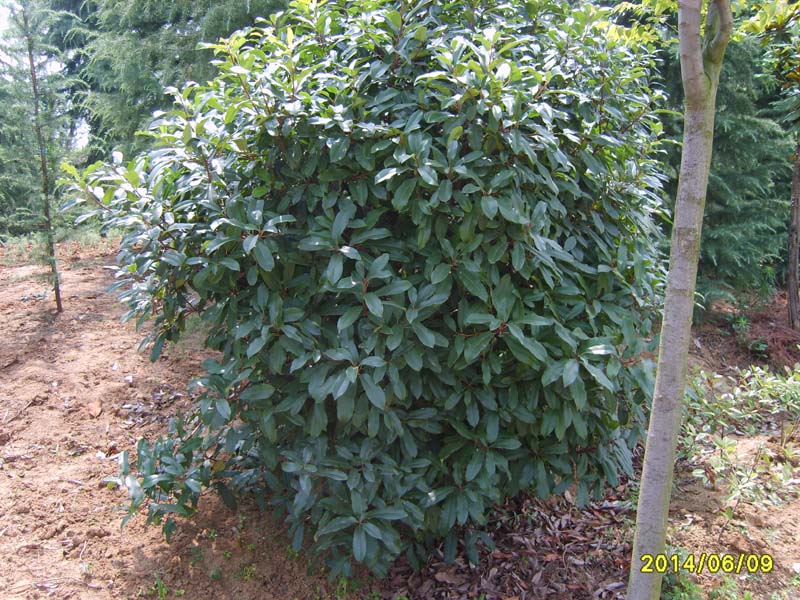 S8005982.JPG