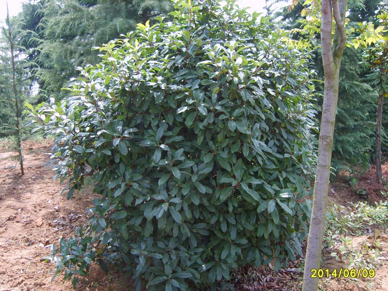S8005983.JPG