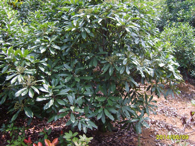 S8005985.JPG