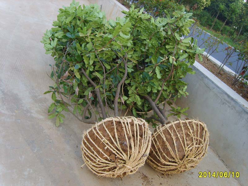S8005996.JPG