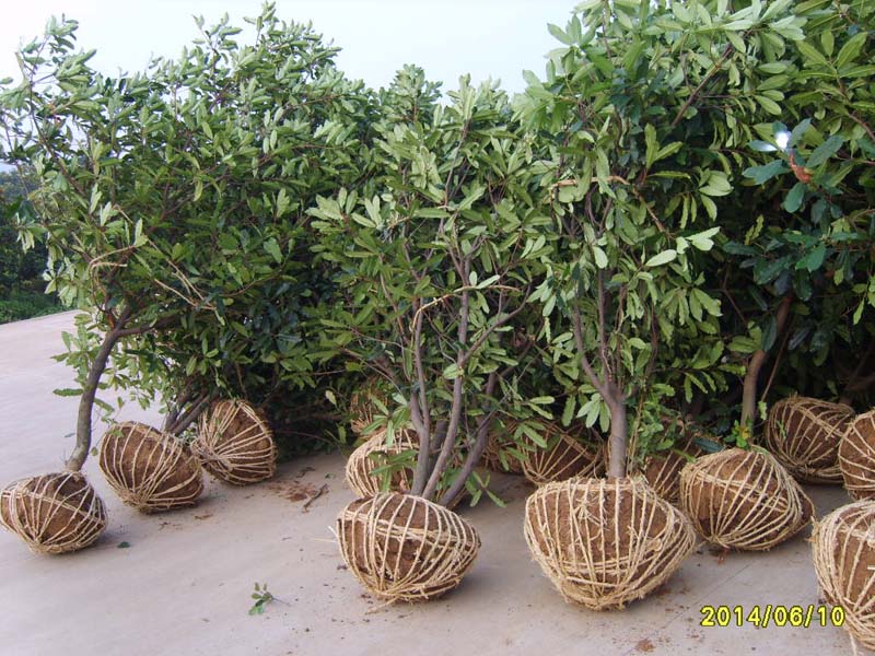 S8005999.JPG