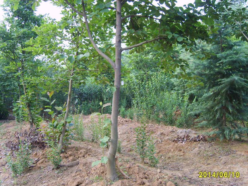 S8005997.JPG