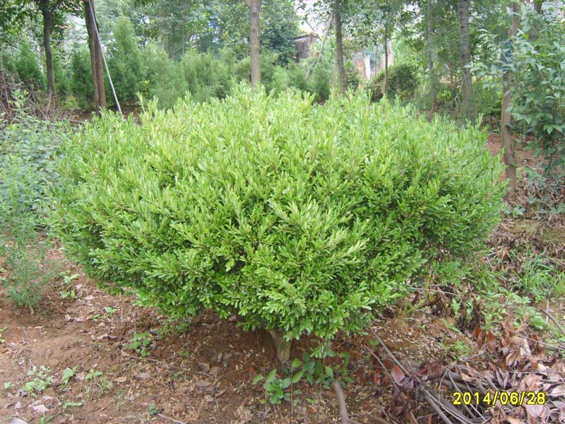 S8006036.JPG