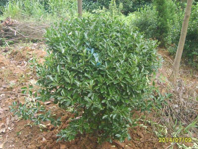 S8006062.JPG