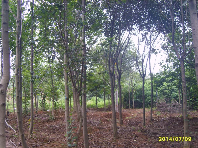 S8006053.JPG