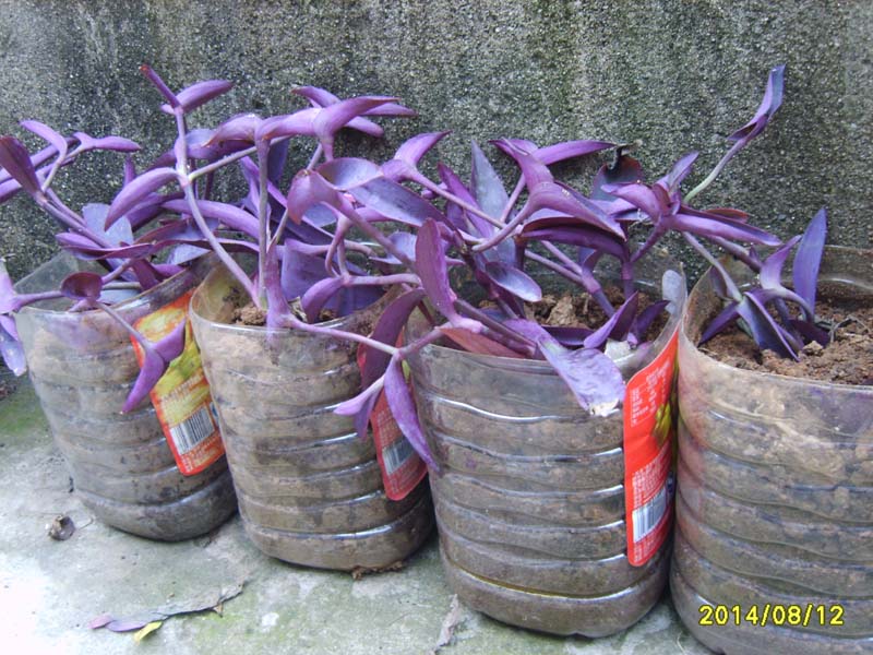 S8006120.JPG