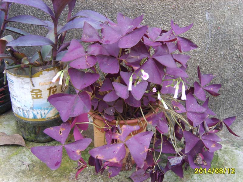 S8006124.JPG