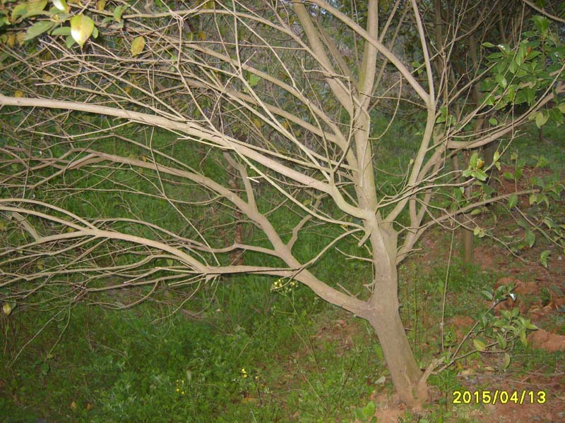 S8006729.JPG