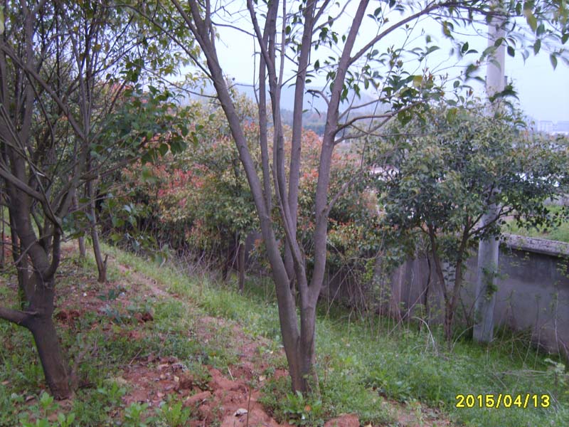S8006731.JPG
