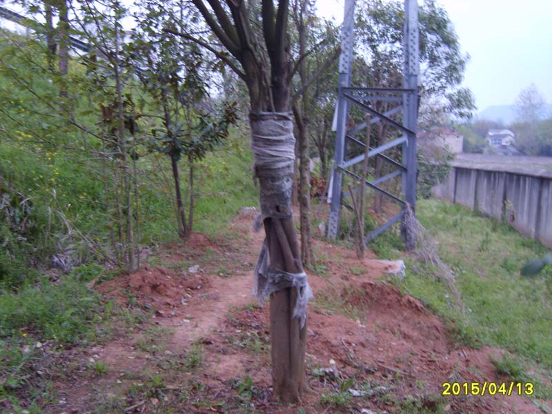 S8006737.JPG