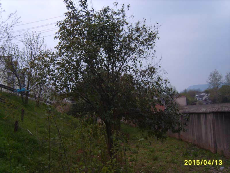 S8006739.JPG