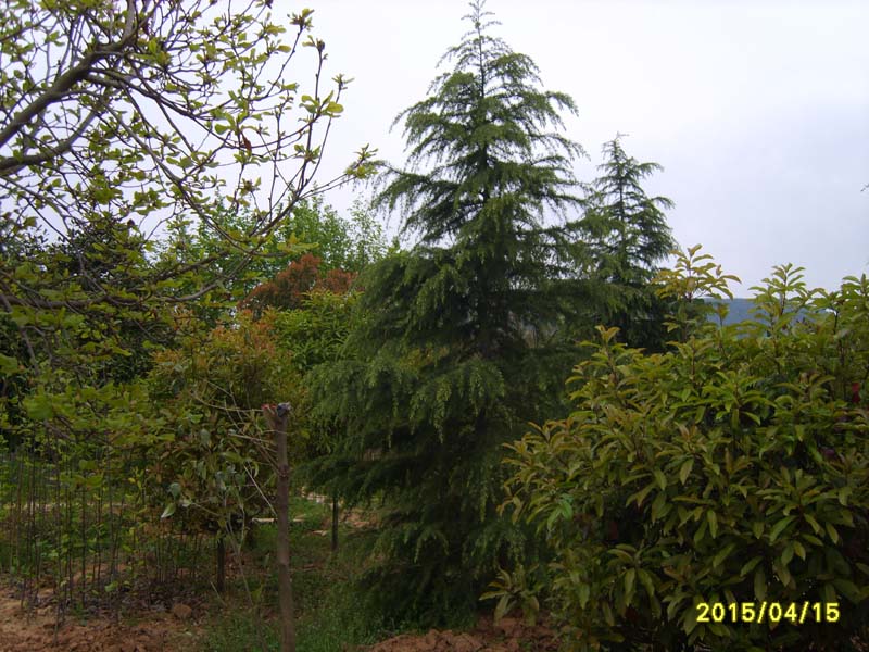 S8006762.JPG