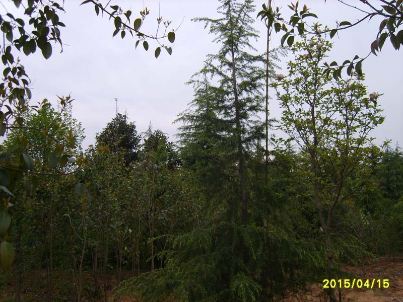 S8006764.JPG