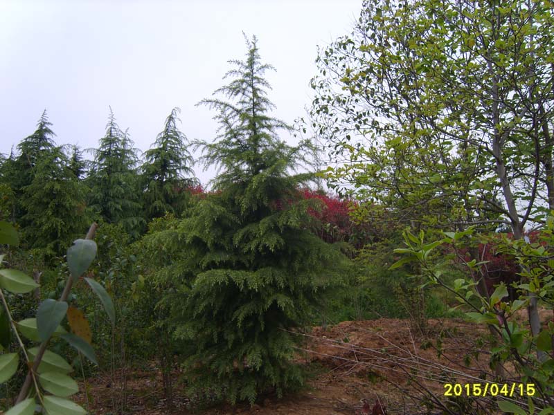 S8006765.JPG