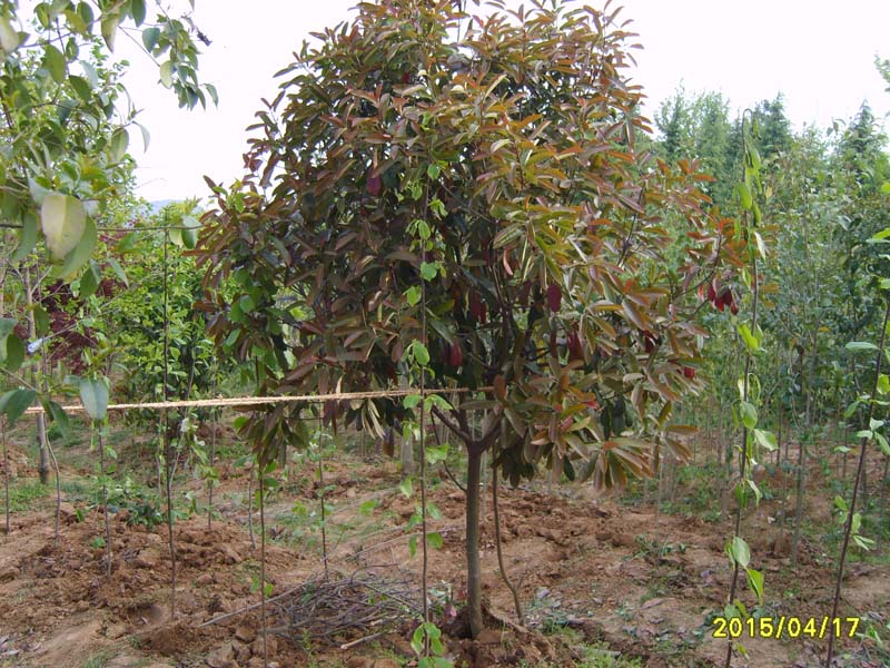 S8006768.JPG