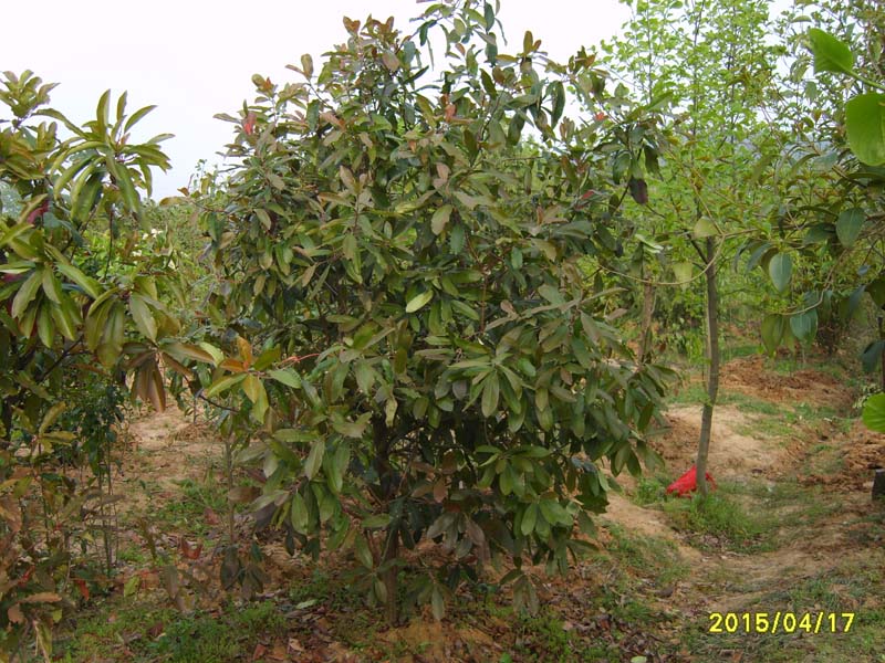 S8006769.JPG