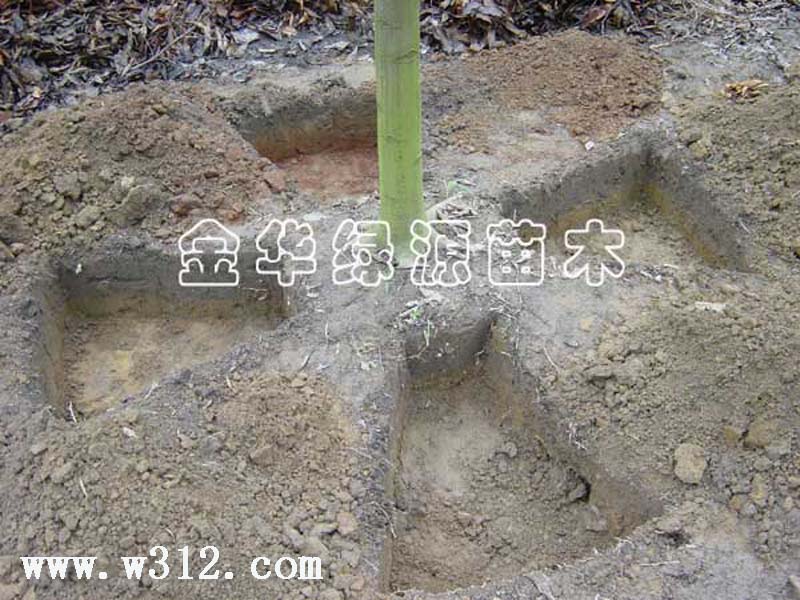 乐昌含笑断根技术