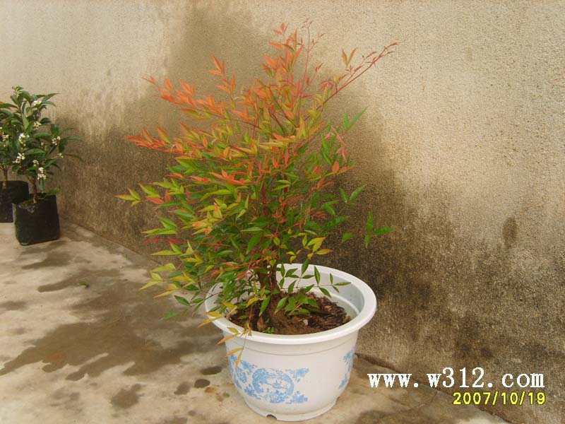 盆栽南天竹