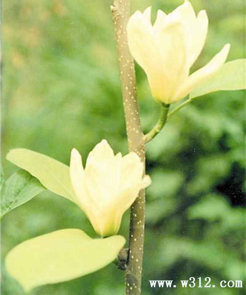 黄玉兰