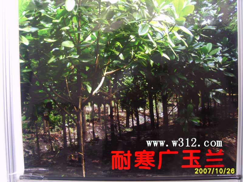耐寒广玉兰