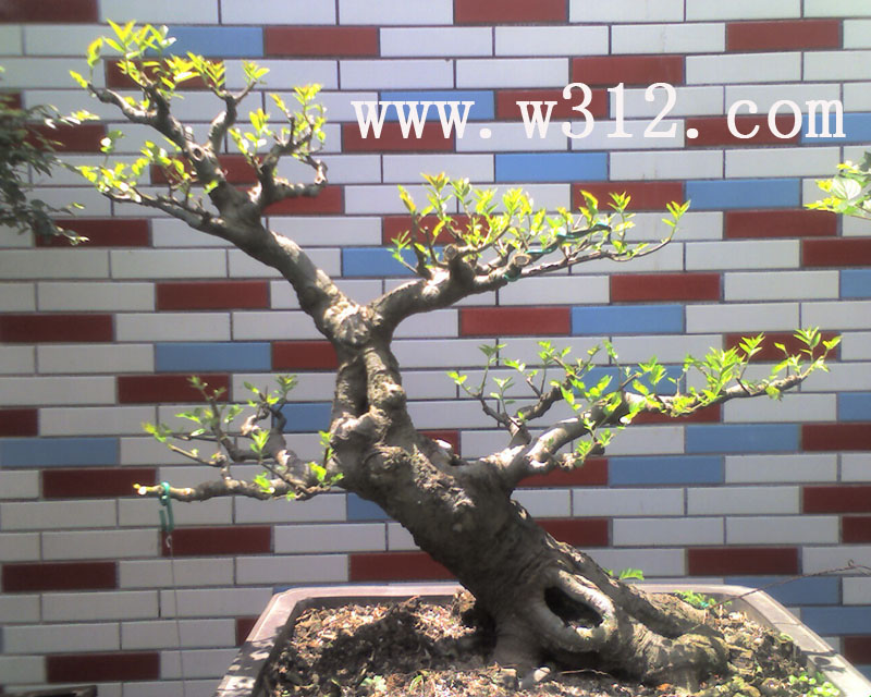 辰21