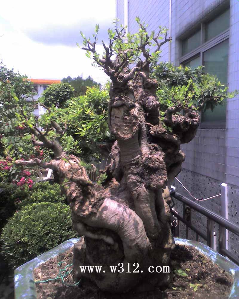辰