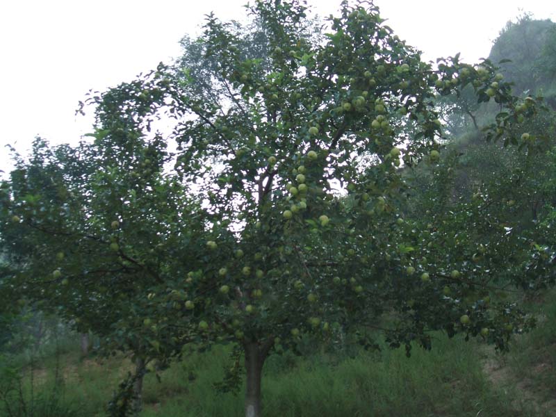 苹果树1