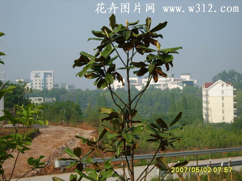 广玉兰