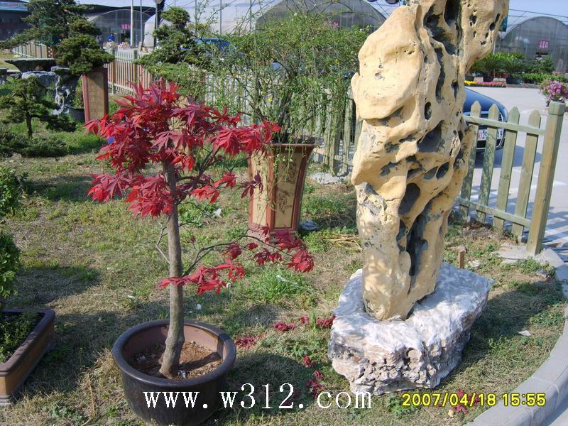 盆栽美国改良红枫