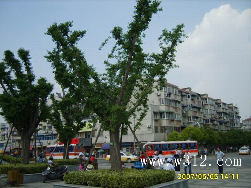 江浦求雨山的银杏古树