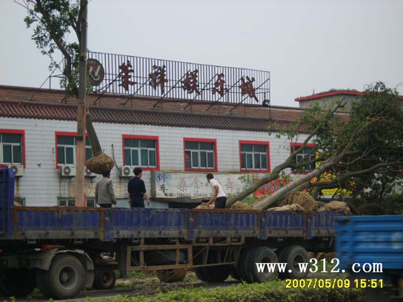 大树装车