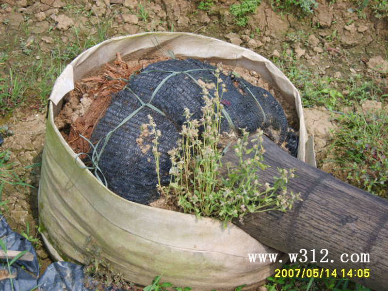广东的双容器栽培技术