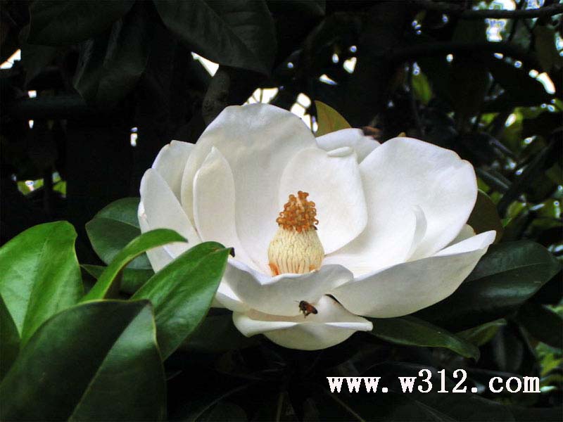 广玉兰花