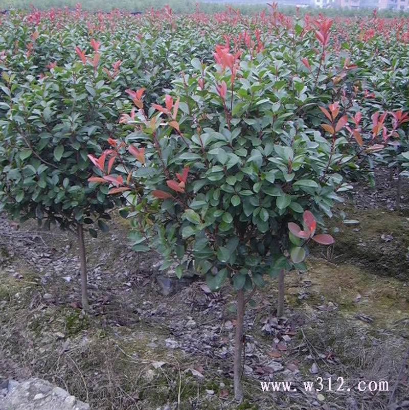 乔木型高杆红叶石楠树
